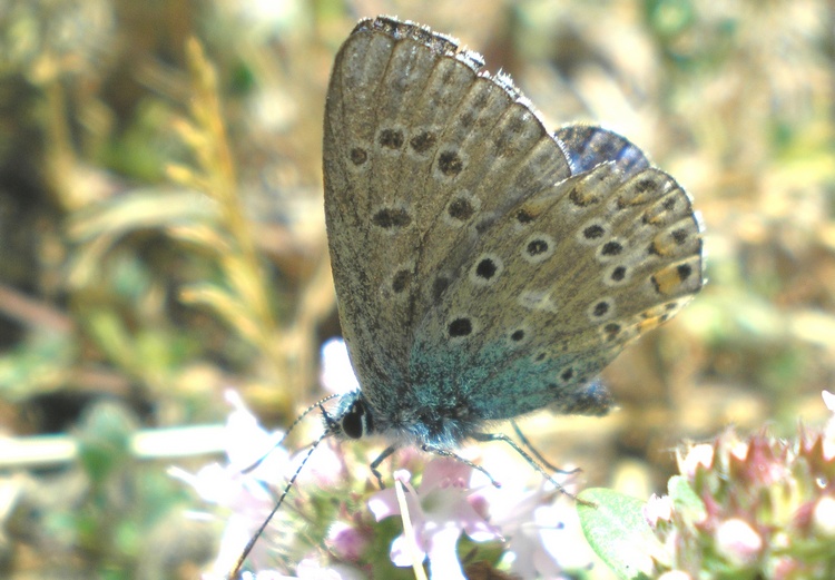 Ancora Lycaenidae da identificare